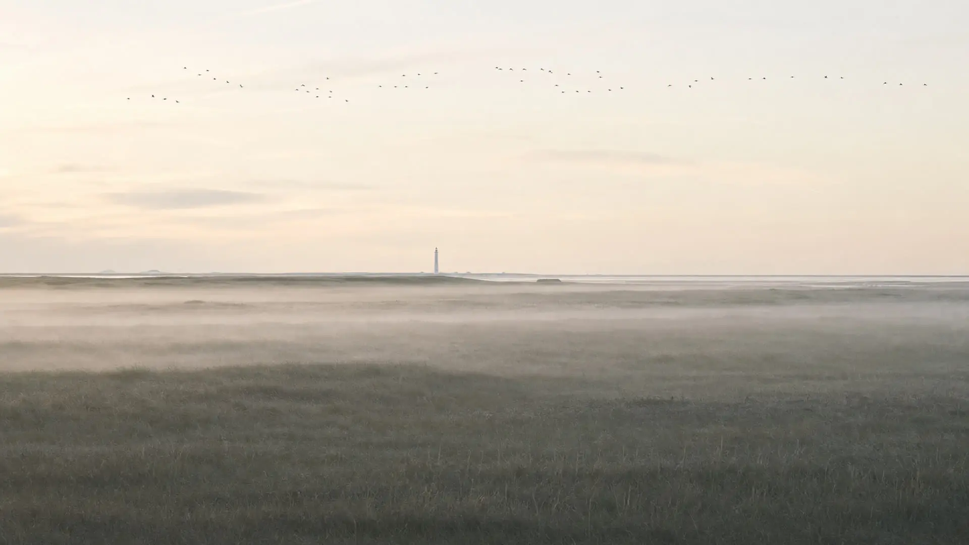Bird-watching at Falsterbo